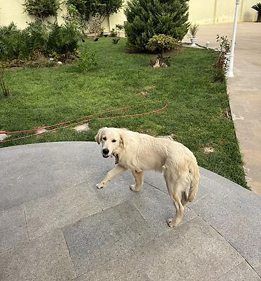 it sortlari: Retriever, 5 ay, Erkək — 6