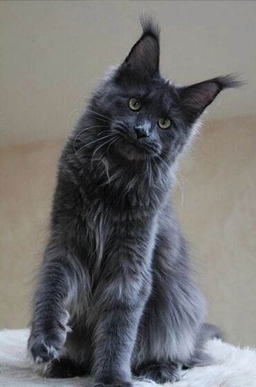 корм для кошек и котят: Мейн-кун, 9 айлык, Ургаачы, Көгүлтүр