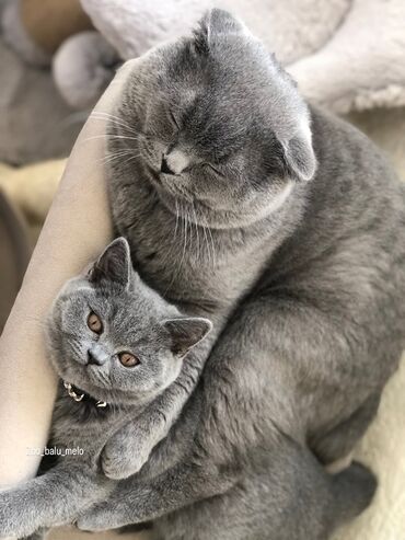 Pişiklər: Britan, Dişi, Erkək, Ünvandan götürmə — 8