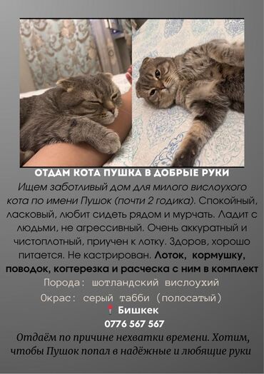наполнитель для животных: 2 жаш, Эркек, Лотокко барууга үйрөтүлгөн, Курттардан тазаланган