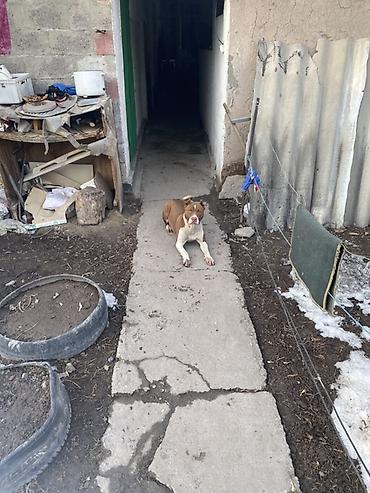 Продажа собак: Питбуль, 8 месяцев, Самка, С прививкой — 15