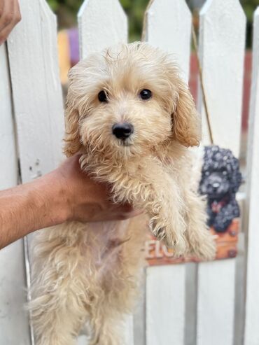 it satış: Maltıpoo erkek ve dişi bala satılır 3 aylıqdı peyvendlerı olunub