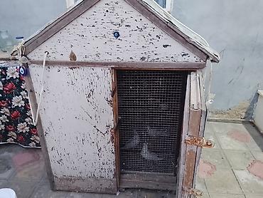 130manat ver apar quşxana qarşiğ Binəqədi gölun yani lalafo.az -da 130manat ver apar quşxana qarşiğ Binəqədi gölun yani