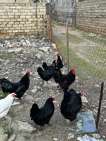 Quşlar: Salam avstroloq mayalı yumurtası sifariş qəbul olunur ünvan Binə — 5