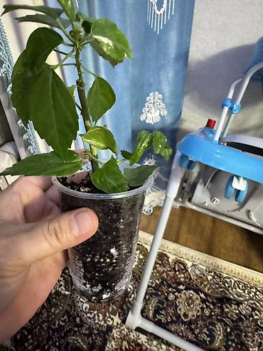 Фикусы: Фикус Али, бенджамин сатылат — 6