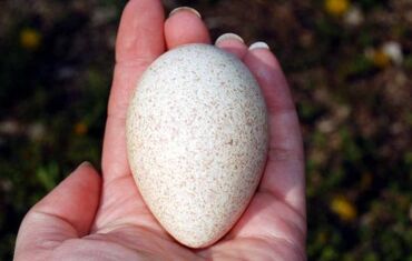 yumurta: Dişi, Amerika, Yumurtalıq, Ödənişli çatdırılma