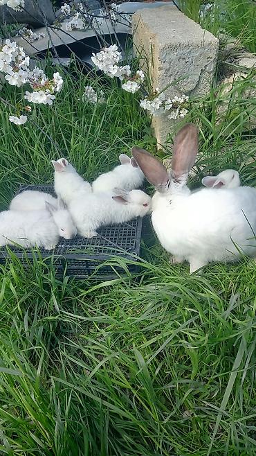 dovşan karlik: Ağ albinos dovşan balaları – dekorativ və təsərrüfat üçün.1 ayliq — 2