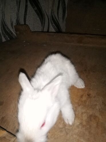 Dovşanlar: Ağ tüklü dovşan balaları.anasi atasi hamsi biryerde satilir.anasi — 2