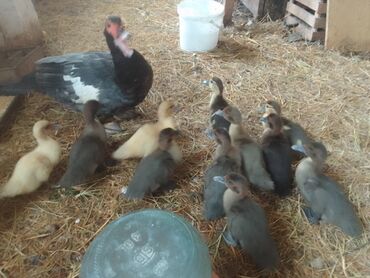 Ördəklər: Lal ördek balaları 1 ana 13 bala 3 heftelikdiler aqır çekili rengleri — 2