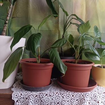 Ostale kućne biljke: Aloja u saksiji prečnika 19cm - 500 din Aloja u saksiji prečnika 15cm — 10