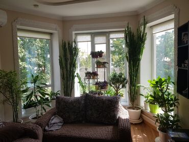 Комнатные растения: Высокие до потолка кактусы отлично подойдут для офиса и дома, не