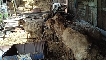 Бараны, овцы: Продаю 3 матки и 2 ярки 1 из них с ягненком, все по 15000