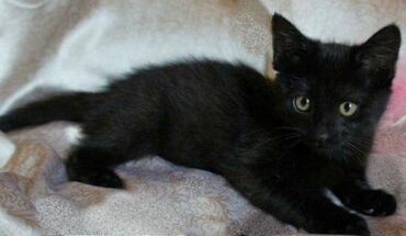 отдаю кота: Токмок отдаю в хорошие руки котят черного окраса им 2,5 месяца