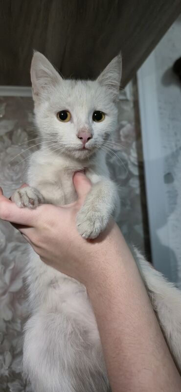 отдать кошку в приют бесплатно: Отдам котят в добрые руки мальчик,девочки 3,5 месяца самостоятельне