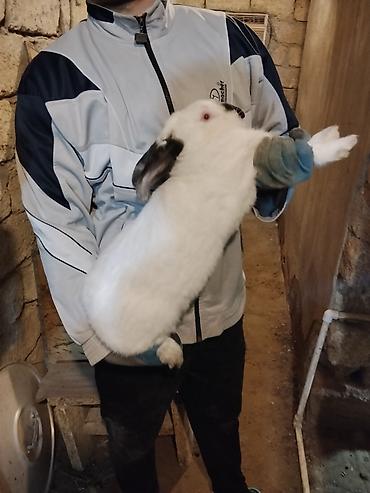 Dovşanlar: 🐇 Velikan və Kaliforniya Dovşanları Satılır Təmiz qan xəttindən olan — 5