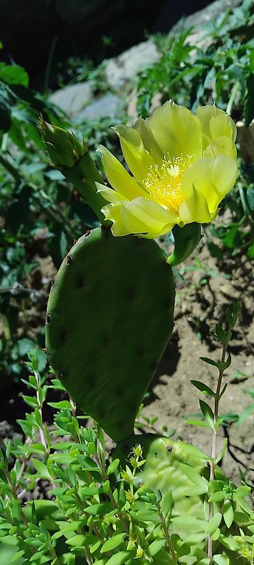 Opuncija (Opuntia) – žuti cvet - Ukrasni kaktus niskog rasta sa na lalafo.rs Opuncija (Opuntia) – žuti cvet - Ukrasni kaktus niskog rasta sa