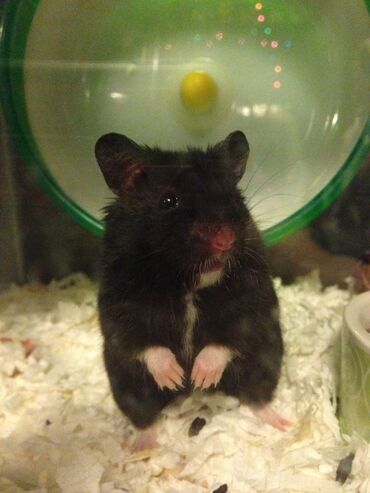 аксессуары и одежда для собак: Хомячки-Hamster серийские все цвета и возростов прелесные at lalafo.az аксессуары и одежда для собак: Хомячки-Hamster серийские все цвета и возростов прелесные