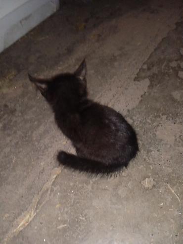 Отдам даром кошку: Черный котёнок отдам в добрые руки бесплатно, условия: вы должны сами — 2