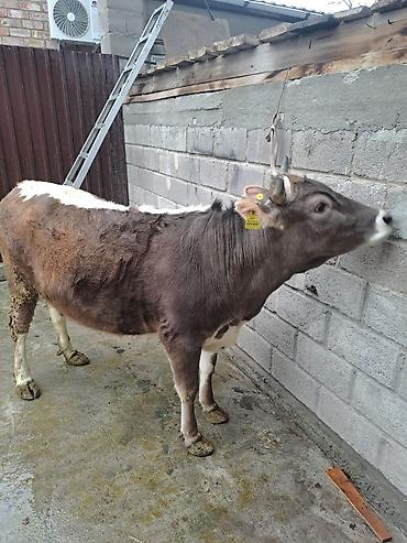 Коровы, быки: Продаю | Корова (самка) | Для молока at lalafo.kg — 1 Коровы, быки: Продаю | Корова (самка) | Для молока — 1