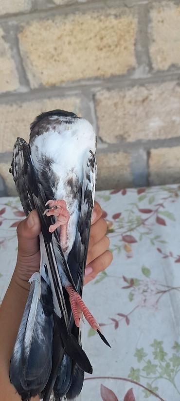 korella quşu acıq sarı 45 azn: Qara-ağ ləkəli yerli göyərçin - Növ: ev göyərçini - Rəng: qarışıq — 4