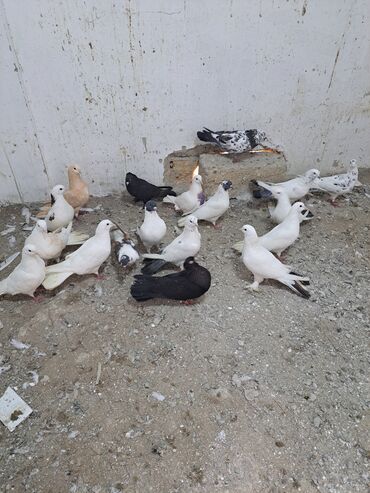 Göyərçinlər: Salam. goyercinler kom 6 manat tek tek 8 manat. goyercinle Bakının — 1