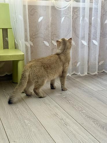кошка британский: Британская короткошёрстная, 1 год, Мальчик, С документами, С прививками, Приучена к лотку — 3