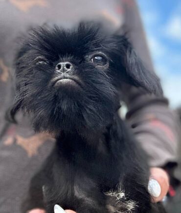 Psi: Na prodaju 4 ženke: Belgijski Grifon. Petit Brabancon. Exotic boja na lalafo.rs — 5 Psi: Na prodaju 4 ženke: Belgijski Grifon. Petit Brabancon. Exotic boja — 5