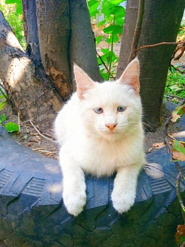 сколько стоит сиамская кошка в сомах: Ангорская, 3 месяца, Мальчик, Белый