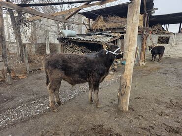 Коровы, быки: Продаю | Музоо, торпок | На откорм | Привязанные — 6