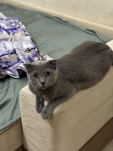 Ищем кота для вязки с этой красавицей (короткошёрстная, серо-голубой