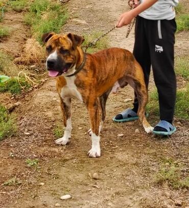 Quşlar: Pitbul, 2 il, Erkek, Peyvəndli, Ünvandan götürmə