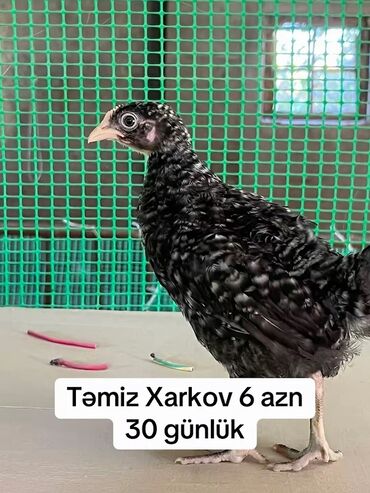 Toyuqlar: Toyuq, Yumurtalıq, Ünvandan götürmə, Ödənişli çatdırılma, Rayonlara çatdırılma