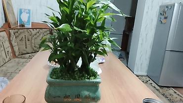 купить лотос в горшке: Лаки бамбук (Dracaena sanderiana) в декоративном керамическом кашпо — 7