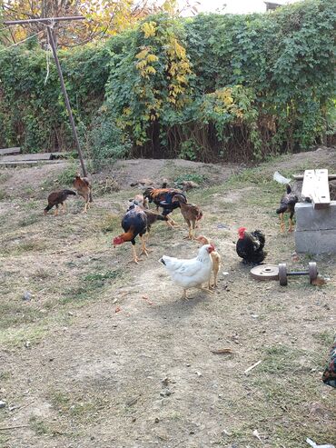 дома для кошек: Продаю | Куры | Домашняя | Для разведения
