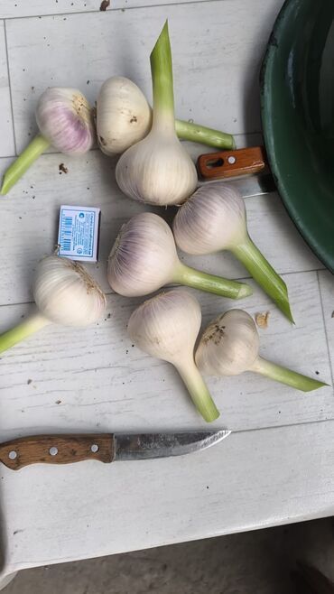 купить маринованное мясо для шашлыка: Чеснок Оптом, Самовывоз, Платная доставка