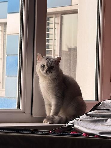 черная британская кошка: Скотиш Страйт (Шотландская прямоухая), 2 года, Девочка, Серебристая шиншилла — 4