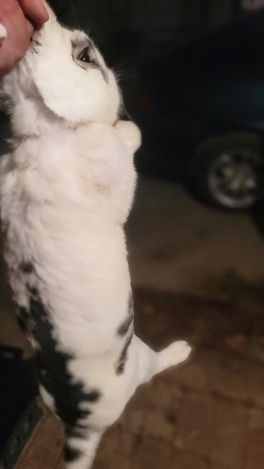 продажа домашних животных: Продаю | Крольчиха (самка), Кролик самец | Белый великан | На забой, Для разведения | Племенные at lalafo.kg продажа домашних животных: Продаю | Крольчиха (самка), Кролик самец | Белый великан | На забой, Для разведения | Племенные