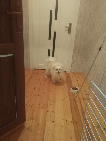 pomeranian şpitz: Şpitz, 1 il, Erkek, Peyvəndli, Pulsuz çatdırılma