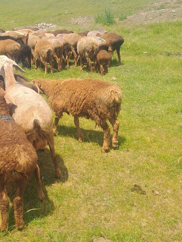 Бараны, овцы: Продаю | Ягненок | На забой | Племенные