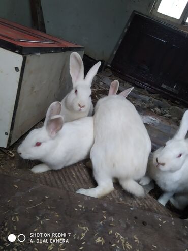 Dovşanlar: Ağ rəngli ev dovşanları – bir neçə fərqli fərd - Rəng: tam ağ — 1