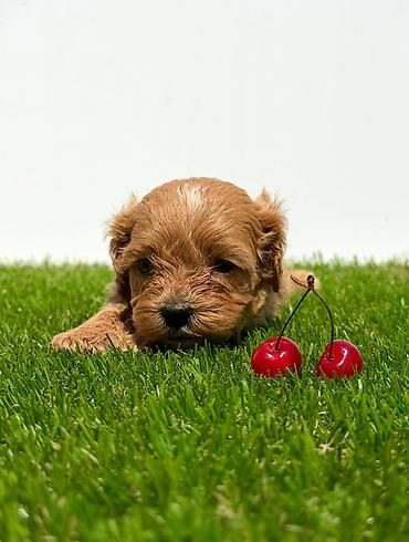 Psi: Cavapoo-Kavapu (cavalier king charles spaniel + pudla) Cavapoo, u — 5