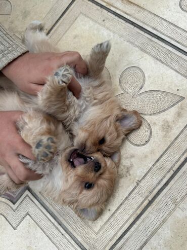 İtlər: Pekines, 2 ay — 1