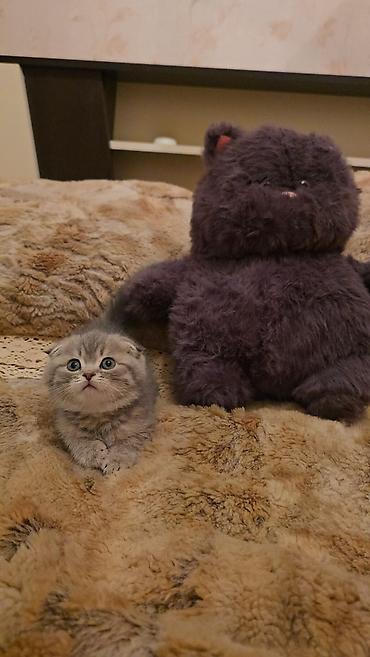 Pişiklər: Şotland — 20