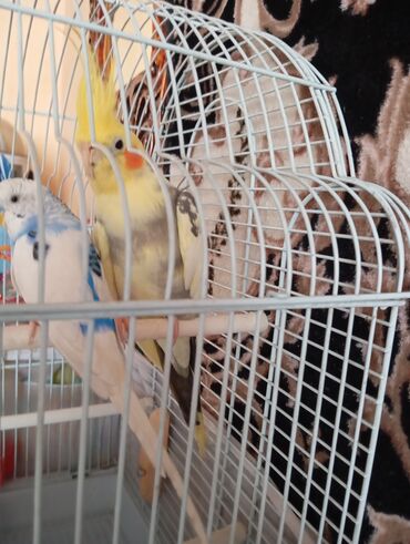категория а бишкек: Птицы в комплекте с клеткой и аксессуарами. - Волнистый попугай