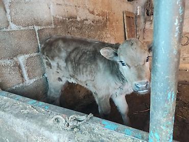 Коровы, быки: Продаю | Корова (самка) | Для молока | Привязанные — 7