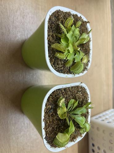 лимон дерева: ПРОДАЁТСЯ ВЕНЕРИНА МУХОЛОВКА! Нахожусь в 5 микрорайоне 🌱 Компактный — 5