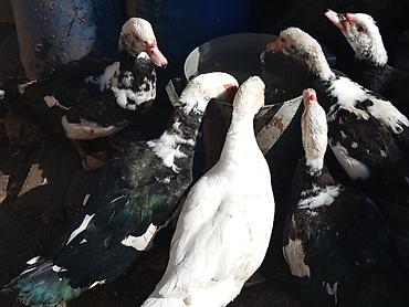 Ördəklər: Heyet balaca olduqdan satram 260 manata 12 dənədi 2 Erkey 10 dişi — 1