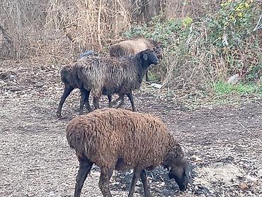 Баран, овца: Продаю | Овца (самка) | На забой — 2