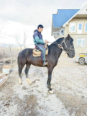 Лошади, кони: Продаю | Конь (самец) | Рабочий — 6