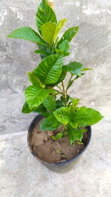 dəmir tikanı bitkisi: Qardeniya ağ çiçey açır etirli sifariş ucun elaqe saxliya bilersiz